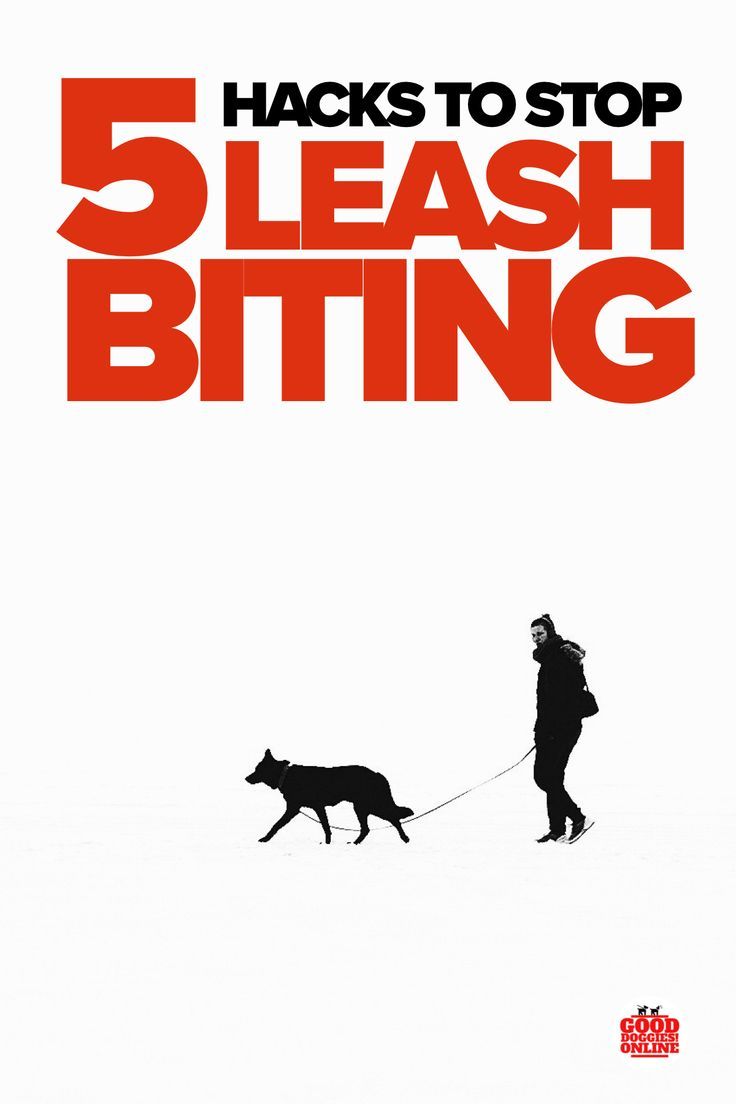 5 Hacks On How To Train Your Dog To Stop Biting The Leash Dog