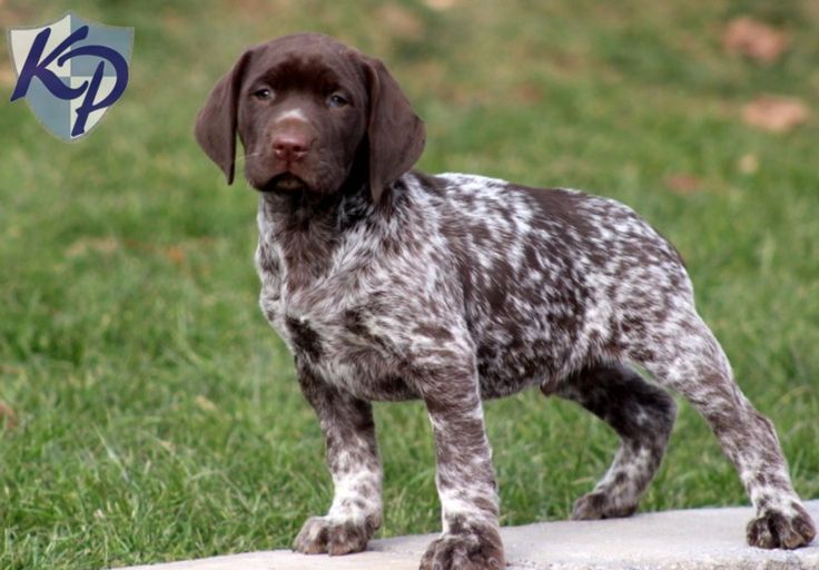 German Shorthaired Pointer Cross Labrador Puppies For Sale German Shorthaired Pointer Cross Labrador Puppies For Sale