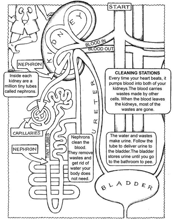 Anatomy And Physiology Coloring Pages Free Collection - Anatomy And Physiology Colori… Anatomy Coloring Book, Anatomy And Physiology, Human Anatomy And Physiology Anatomy And Physiology Coloring Pages Free Collection - Anatomy And Physiology Colori… Anatomy Coloring Book, Anatomy And Physiology, Human Anatomy And Physiology