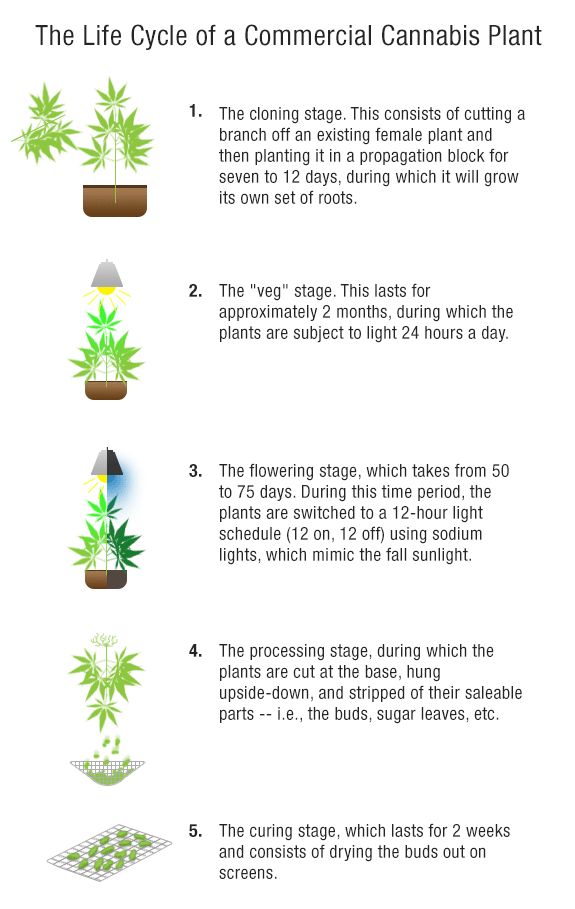 Life Cycle of a Commercial Cannabus Plant | Medical