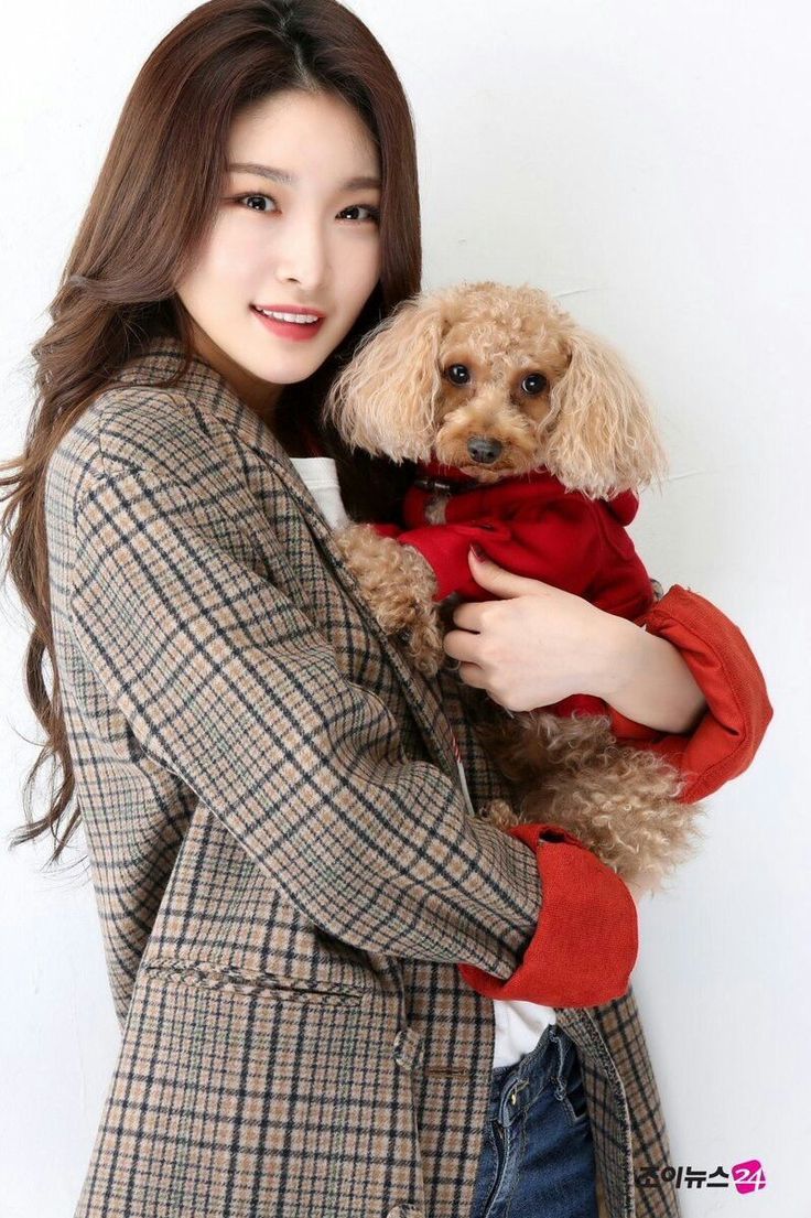 Anjing Manis Anjing Manis