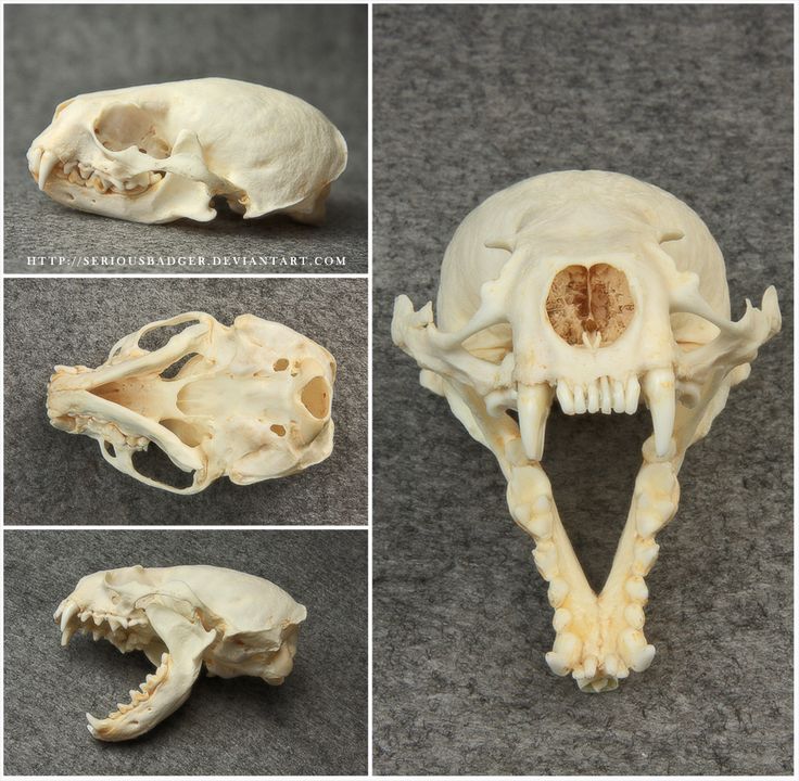 226 best Animals images on Pinterest | Animal skulls, Animal anatomy