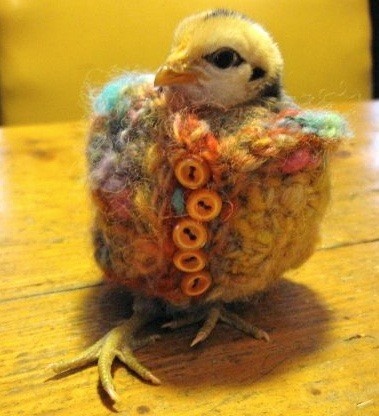 Baby Chicks And Hens In Clothes Baby Chicks And Hens In Clothes