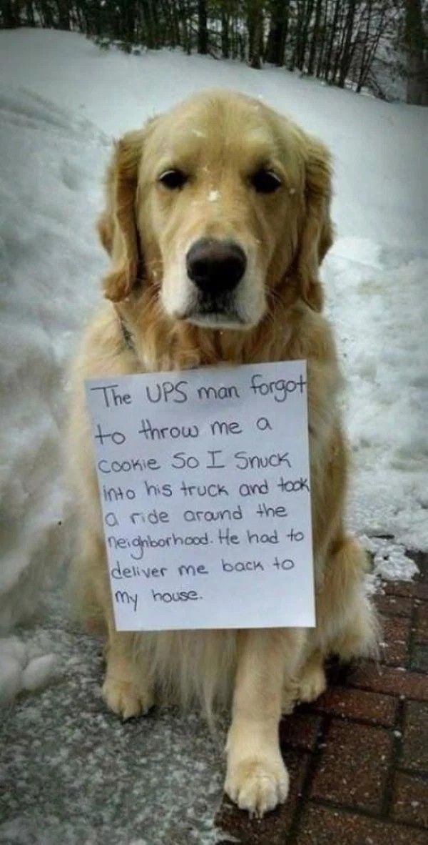 I M Not Even Mad I M Impressed Animal Shaming Funny Dogs