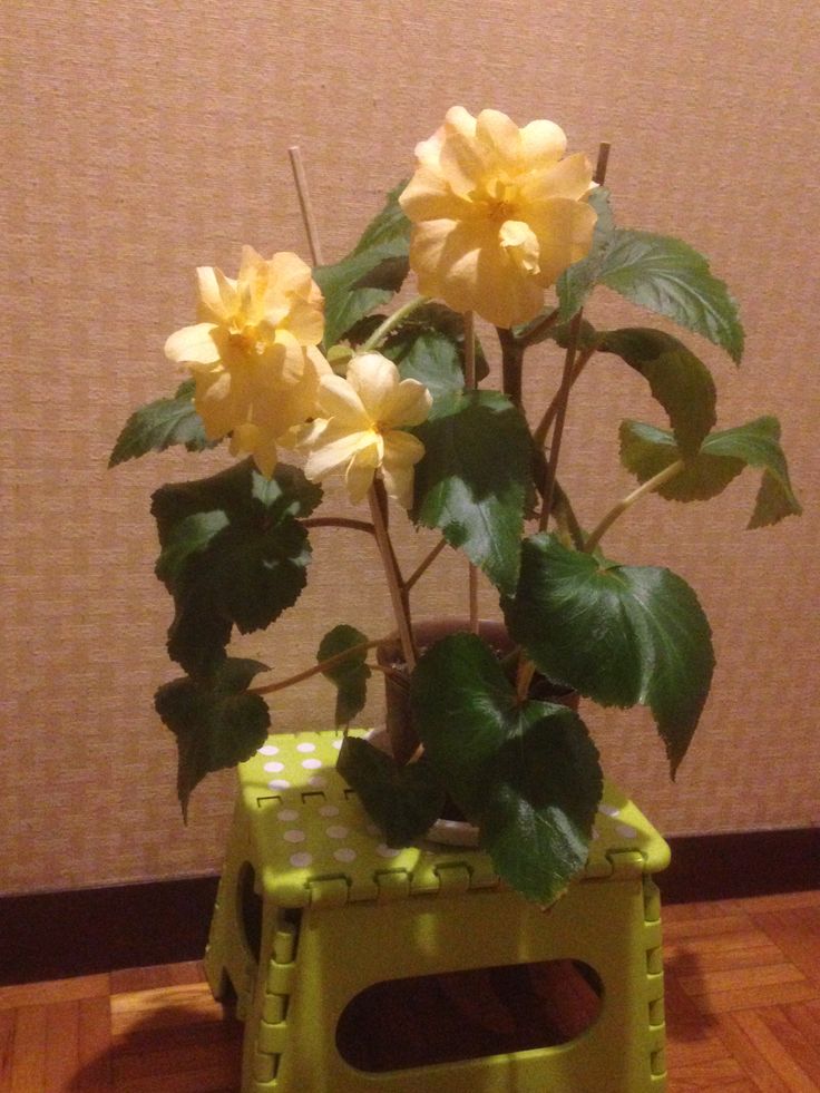 Fortune Begonia フォーチュン ベゴニア 球根ベゴニア 19 2 7 自宅 寒さに負けずに元気に咲いた八重の雄花は 花裏がほんのり赤く色づくgolden With Redback ゴールデン ウイズ レッドバック ベゴニア 球根 花 Fortune Begonia フォーチュン ベゴニア 球根ベゴニア 19 2 7 自宅 寒さに負けずに元気に咲いた八重の雄花は 花裏がほんのり赤く色づくgolden With Redback ゴールデン ウイズ レッドバック ベゴニア 球根 花