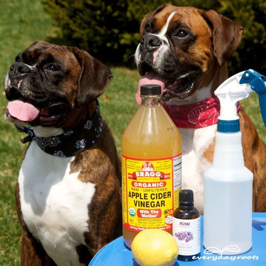 Natural Ways To Kill Fleas And Eggs On Dogs Natural Ways To Kill Fleas And Eggs On Dogs