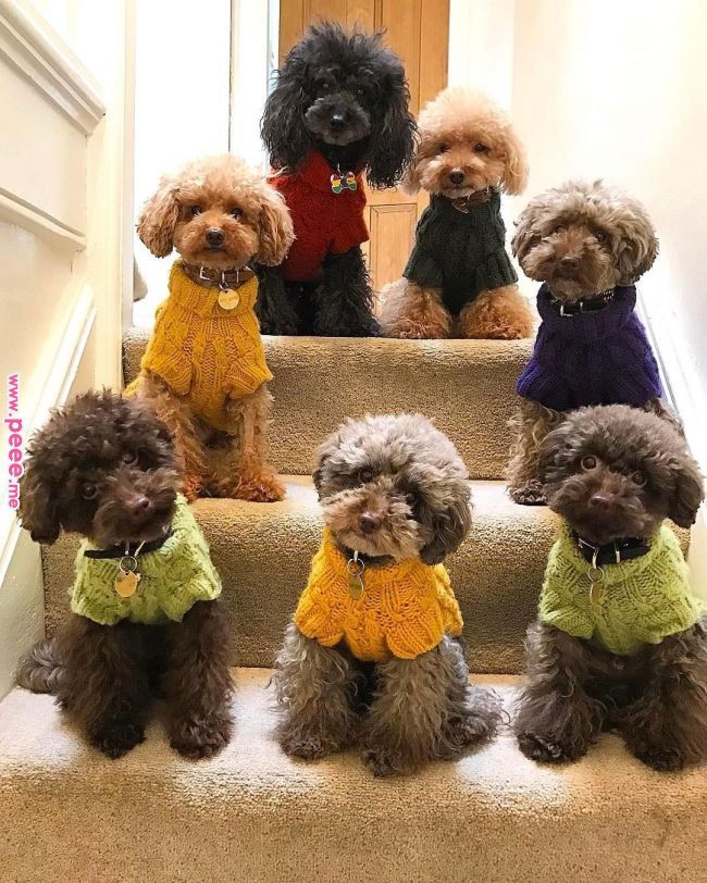 Pin By Siennalockyer On Cutie Pie Poodle Puppy Poodle Dog Cute