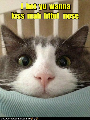 F Funny Cat Videos F Funny Cat Videos