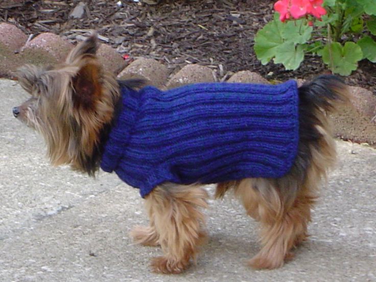 Free Dog Knitting Patterns Australia Free Dog Knitting Patterns Australia