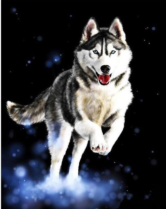 Running Huskies Paint By Numbers Us Siberianhusky Siberian