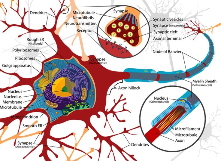 the process of forming new neurons within the brain is called the process of forming new neurons within the brain is called