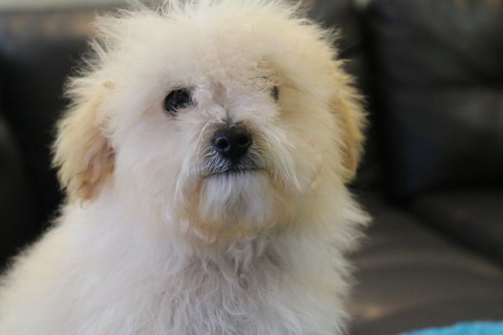 goldendoodle puppies for sale los angeles 25 b 228 sta medium goldendoodle id 233 erna p 229 goldendoodle goldendoodle goldendoodle puppies for sale los angeles 25 b 228 sta medium goldendoodle id 233 erna p 229 goldendoodle goldendoodle