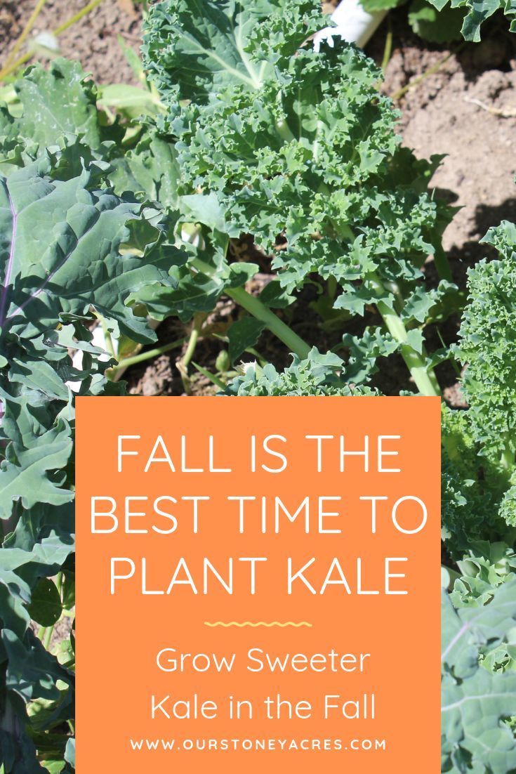 Fall is the best time of year to plant Kale in your backyard garden. Kale grown in the fall is sweeter and tastes better than when it is grown any other time of the year in a vegetable garden. #fallgardening #vegetablegardening #growingkale