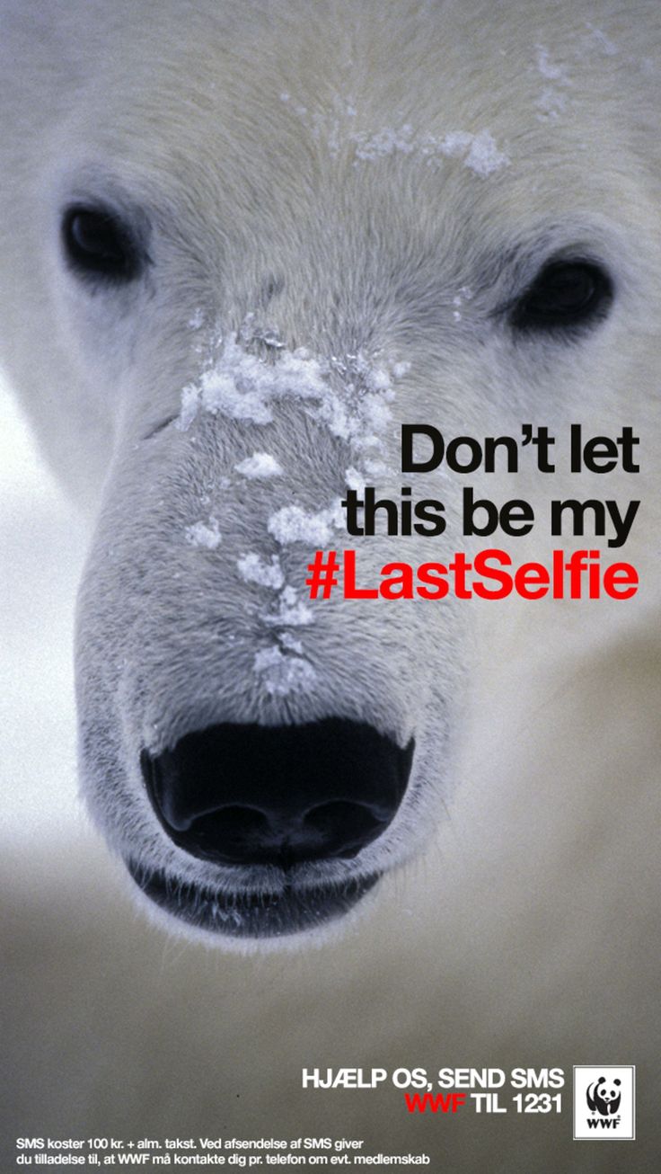 A Polar Bear With The Words Don t Let This Be My Last Selfie A Polar Bear With The Words Don t Let This Be My Last Selfie