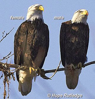 single men in eagle nest On the lake, opposite the cabin, a pair of eagles nested each year, inspiring him to name his new home eagle’s nest and the lake eagle lake. single men in eagle nest On the lake, opposite the cabin, a pair of eagles nested each year, inspiring him to name his new home eagle’s nest and the lake eagle lake.