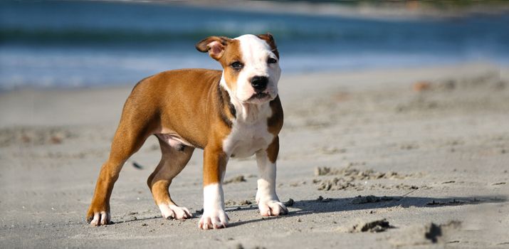 Best Toys For Pit Bulls Strong Durable Pitbull Dog Puppy