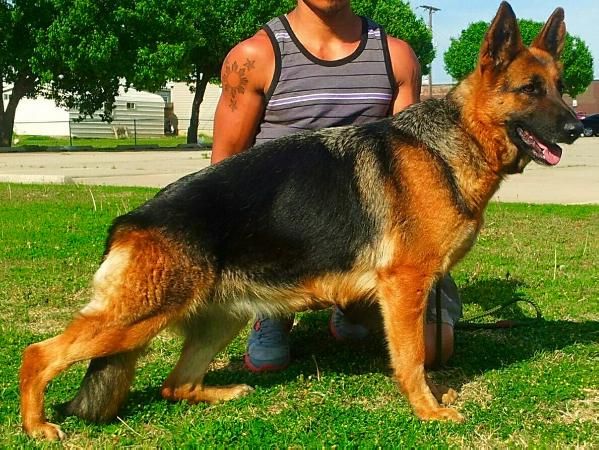 Beautiful Akc Black Red Long Hair German Shepherd Puppies For Sale German Shepard Puppies Puppies German Shepherd