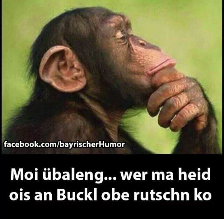 Lustige bilder neger