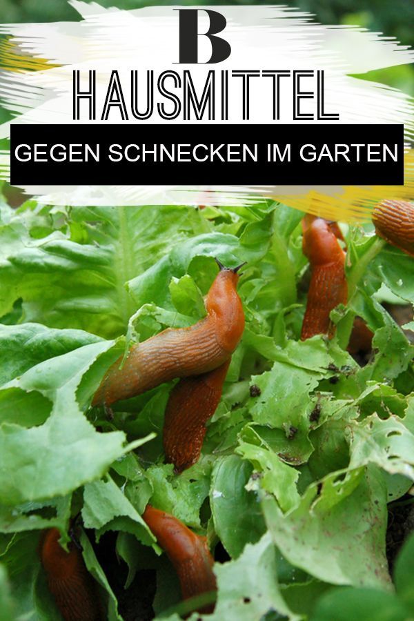 Schneckenzaun Schneckenstop Typ2 100 X 25 Cm Bewahrtes Produkt Schneckenzaun Schnecken Im Garten Schnecken