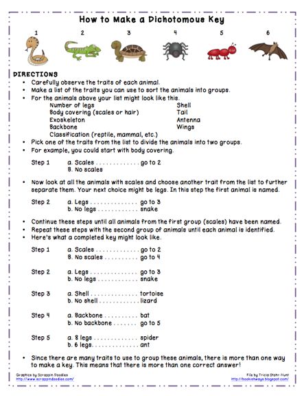 Worksheet Examples Of Dichotomous Keys best 25 dichotomous key ideas on pinterest life science this week im sharing a packet of materials using and making keys