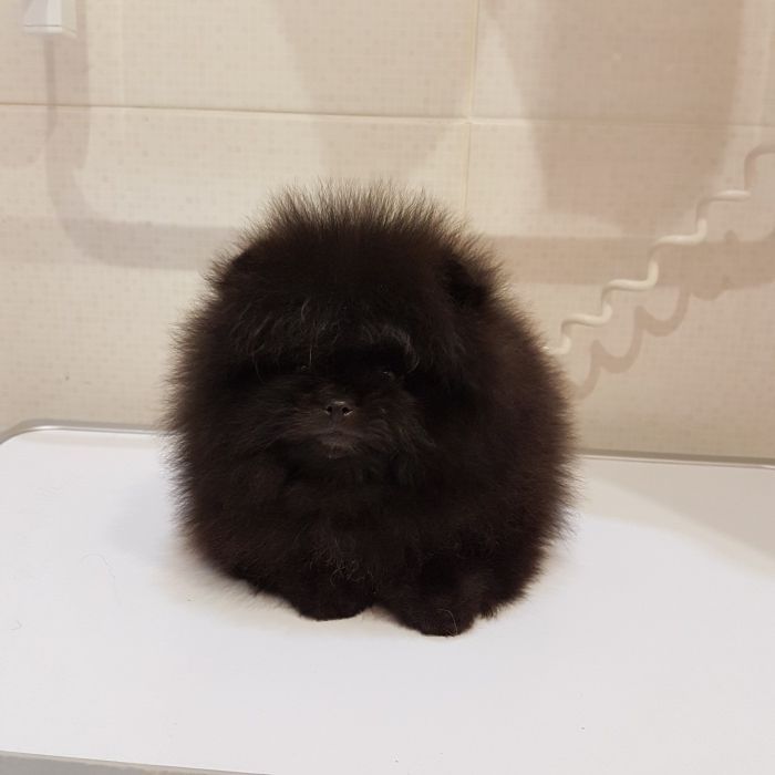 Pomeranian Bold And Inquisitive Cute Animal Pictures Cute