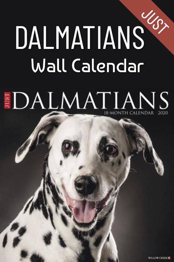 These Handsome Spotted Dogs Make Great Pictures For A Calendar