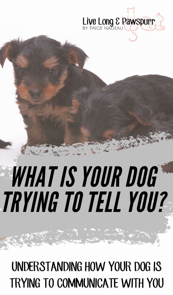 Understanding How Your Dog Communicates To You Dogs Dog Facts