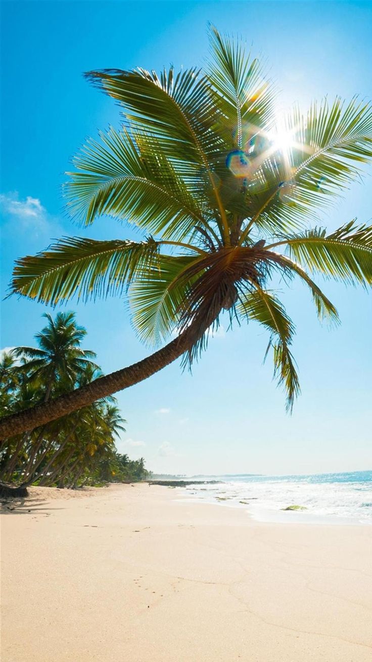 常夏のビーチ Iphonex スマホ壁紙 待受画像ギャラリー Beach Palm Trees Travel Wallpaper 常夏のビーチ Iphonex スマホ壁紙 待受画像ギャラリー Beach Palm Trees Travel Wallpaper