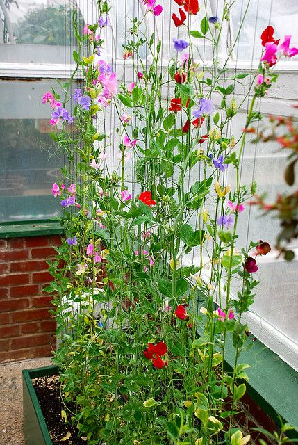 Climbing Sweet Pea Gardening Pinterest Garden Flowers And Plants