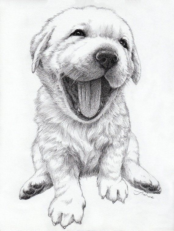 wallpapers Pencil Puppy Pencil Cute Animal Drawings pet portrait drawing dog