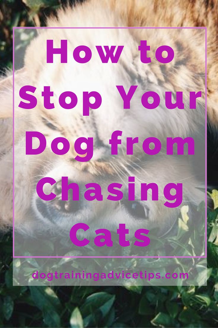 Best Way To Traing Your Dog To Not Chase Cats Best Way To Traing Your Dog To Not Chase Cats