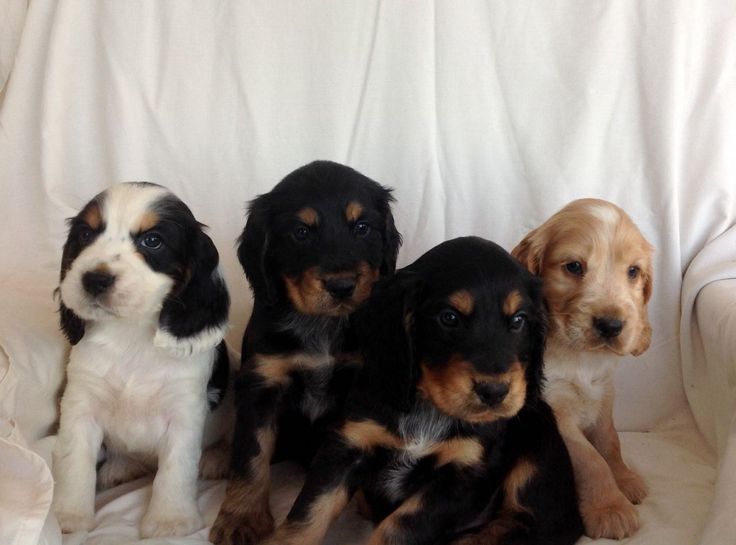 chocolate cocker spaniel puppies near me