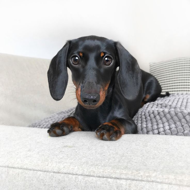 pictures-of-a-black-mini-dachshund-cock-duel-gay