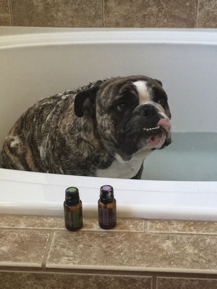 Natural Uti Cures For Dogs Natural Uti Cures For Dogs