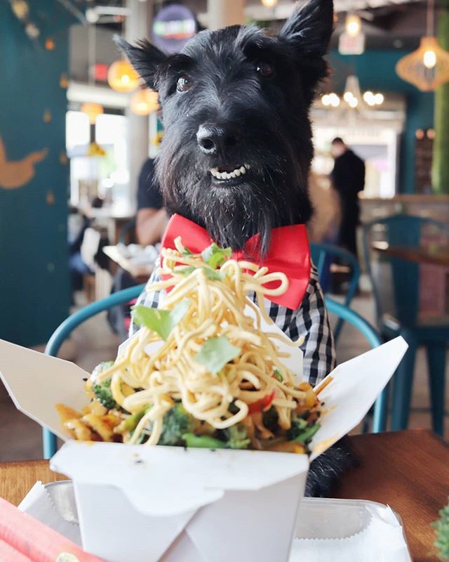 Raise Your Paw If You Like Noods About To Chow Down On This Veggie