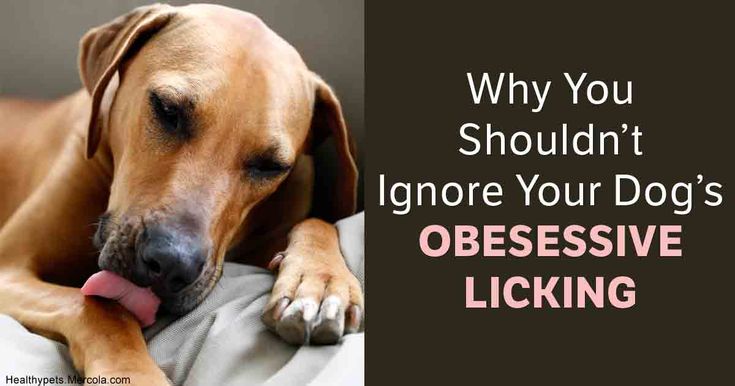 How To Make A Dog Stop Licking His Paws How To Make A Dog Stop Licking His Paws