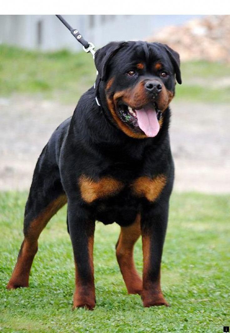 Everything About The Playful Rottweiler Size Rottweilerlife