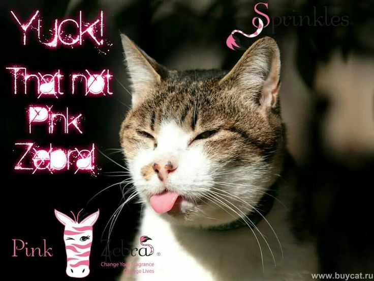 12 best pink zebra memes images on pinterest sprinkles, stuffing 3cf9a0a707c3c06dfdeaab0bdf51cd1e very funny too funny 12 best pink zebra memes images on pinterest sprinkles, stuffing,Body Language Funny Memes