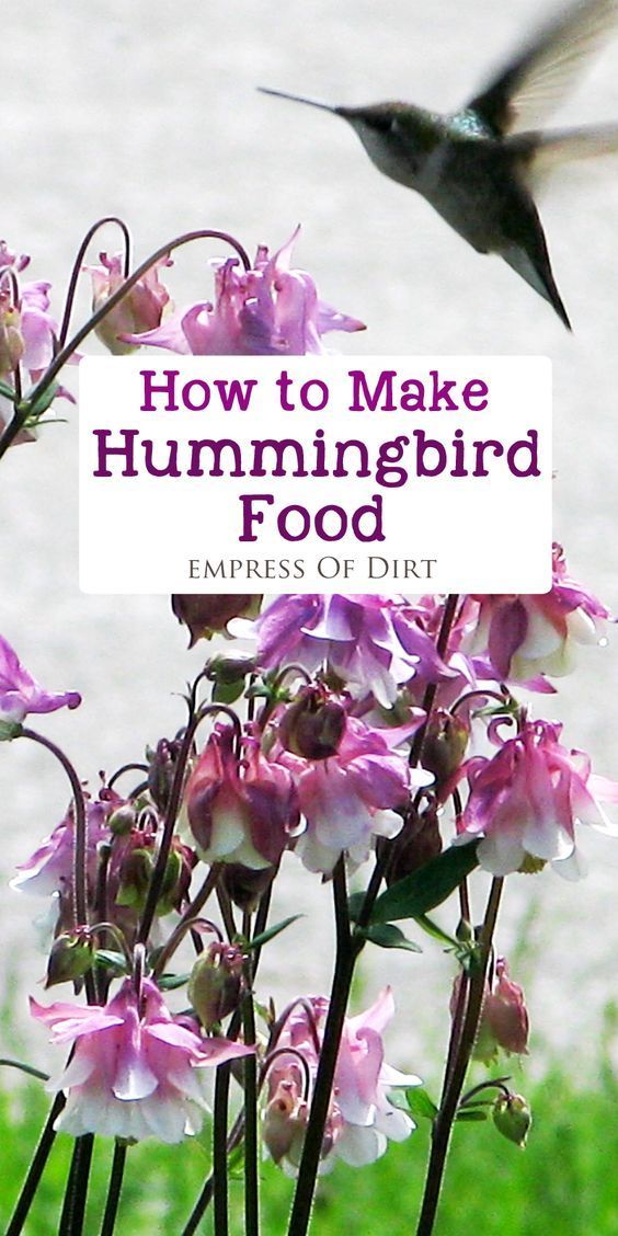 best 25 sugar water for hummingbirds ideas on pinterest best 25 sugar water for hummingbirds ideas on pinterest