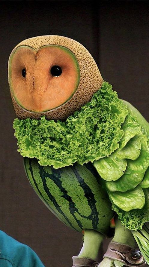 Diet fruit vegetable owl