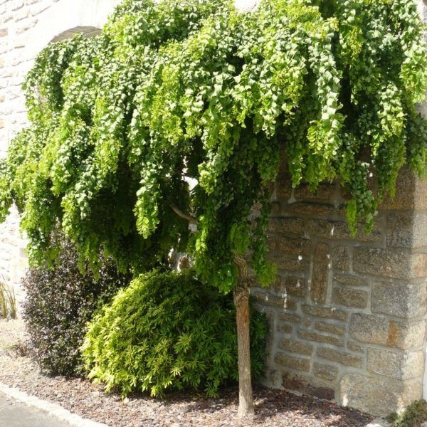 22 Small Trees Ideas Plants Garden Inspiration 22 Small Trees Ideas, Trees For Small Gardens Nz