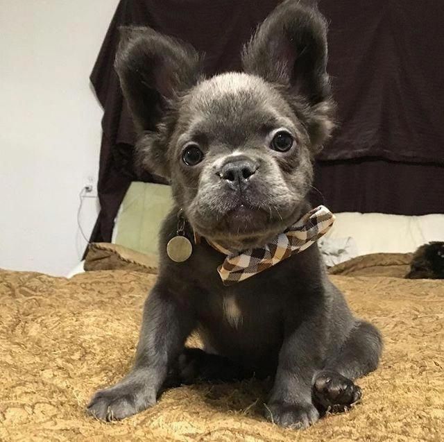 Image Result For Long Haired Blue French Bulldog Dogdecor Long Haired Blue French Bulldog