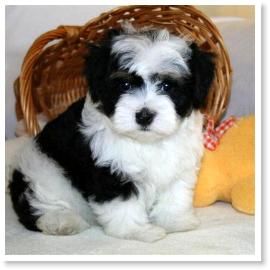 pied havanese 1097 best havanese photos images on friends havanese puppies and doggies pied havanese 1097 best havanese photos images on friends havanese puppies and doggies