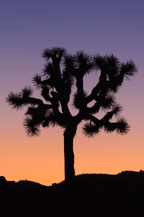 joshua tree silhouette inspiration joshua tree silhouette inspiration