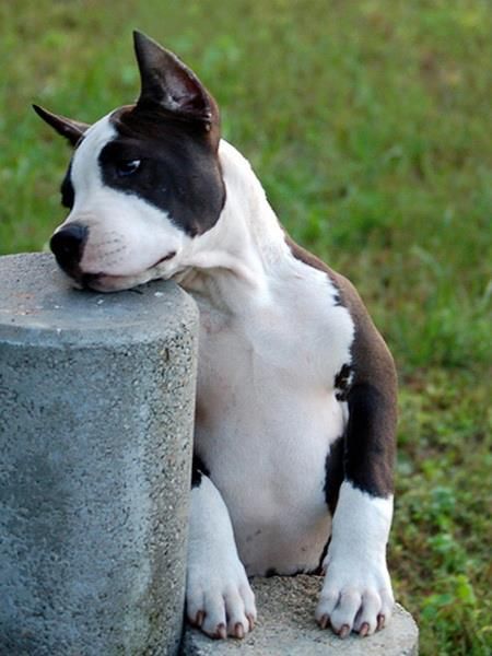 Free Online Dogs Having Puppies Games Free Online Dogs Having Puppies Games