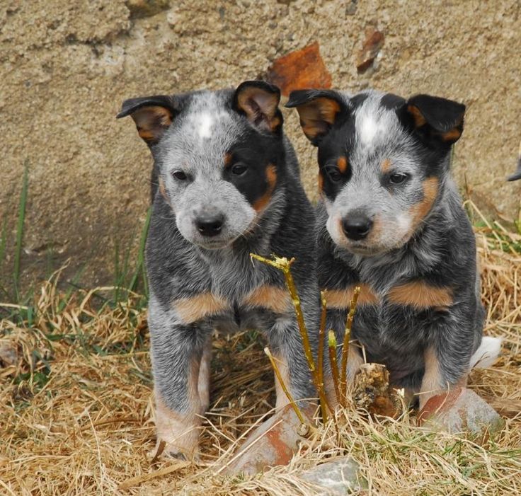 australian shepherd queensland heeler 25 best cattle dogs ideas on pinterest adorable animals facts australian shepherd queensland heeler 25 best cattle dogs ideas on pinterest adorable animals facts