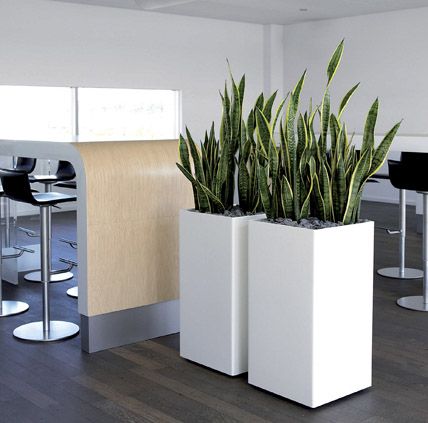 Contemporary Indoor Plants best 25+ indoor plant pots ideas only on pinterest | indoor plant Contemporary Indoor Plants best 25+ indoor plant pots ideas only on pinterest | indoor plant