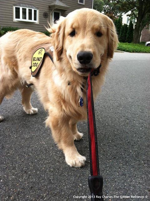 charles golden retriever 54 best charles blind golden retriever images on charles golden charles golden retriever 54 best charles blind golden retriever images on charles golden