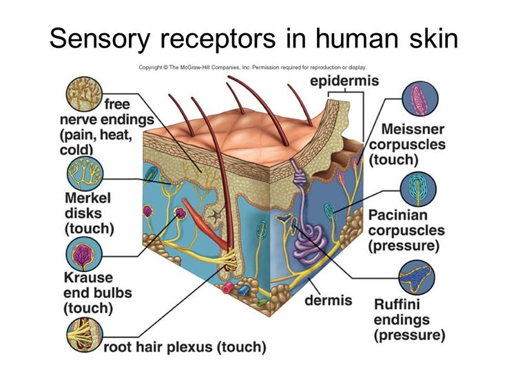 function of free nerve endings in skin function of free nerve endings in skin