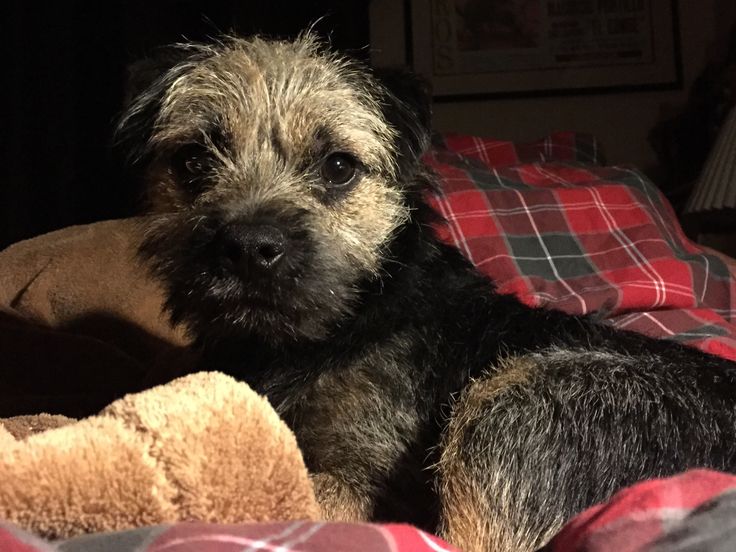 61 best Border terrier images on Pinterest | Border ... 61 best Border terrier images on Pinterest | Border ...